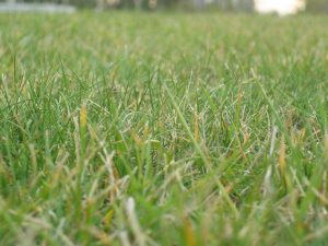 Lawn Care in Fall