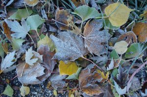 Frosted Landscape