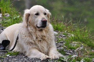 Dog in the Yard