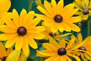 Black Eyed Susan