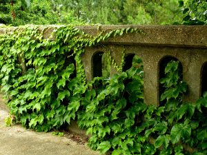 Kudzu