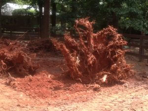 Grinding Tree Stumps