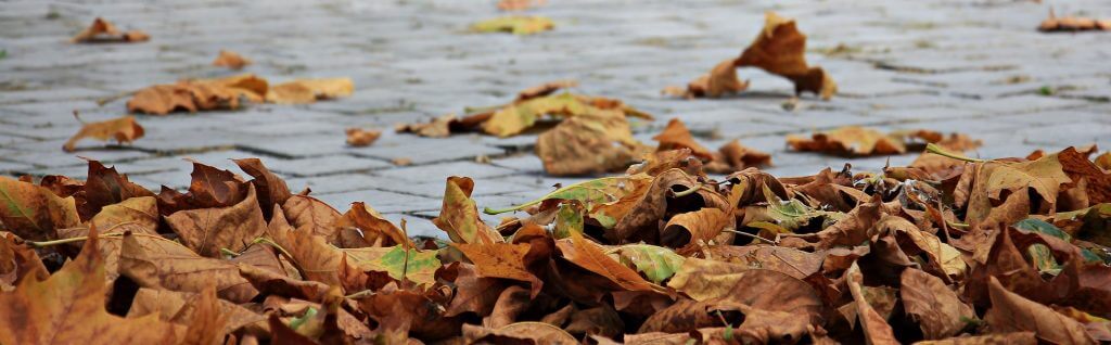 Fall Leaves