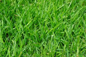 Fertilized Grass