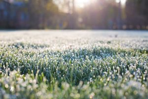 Frosted grass in a yard