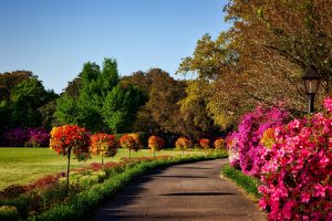 Path lined with azaleas and saplings