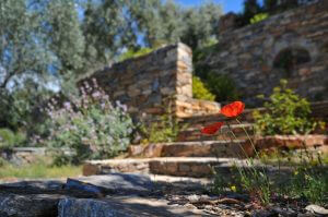 Close up photo of red flower with out of focus walkway, landscaping, and stone wall in background