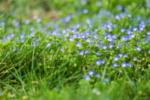 Marietta GA Weed Control