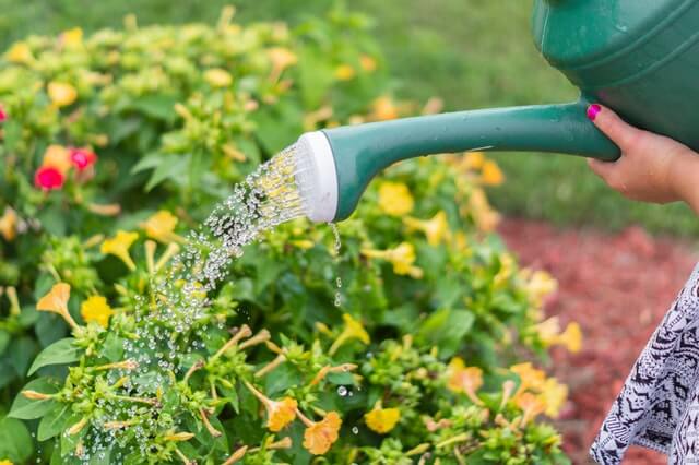 photo of person watering the plants