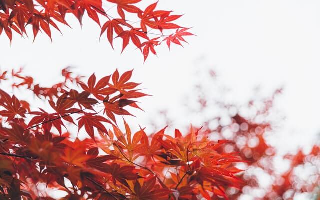 Close up photo of vibrant red Japanese maple leaves