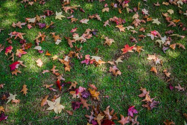 Colorful autumn leaves on green lawn