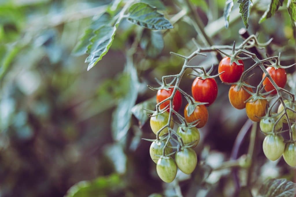 Close up photo of small green, orange, and red tomatoes on vine