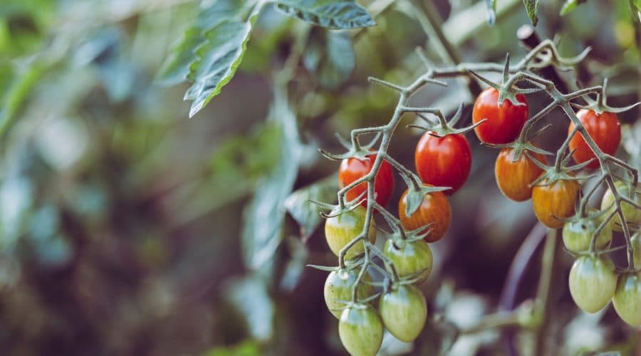 Close up photo of small green, orange, and red tomatoes on vine