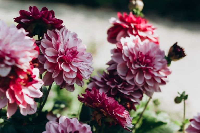 Close up photo of dark pink flower blooms