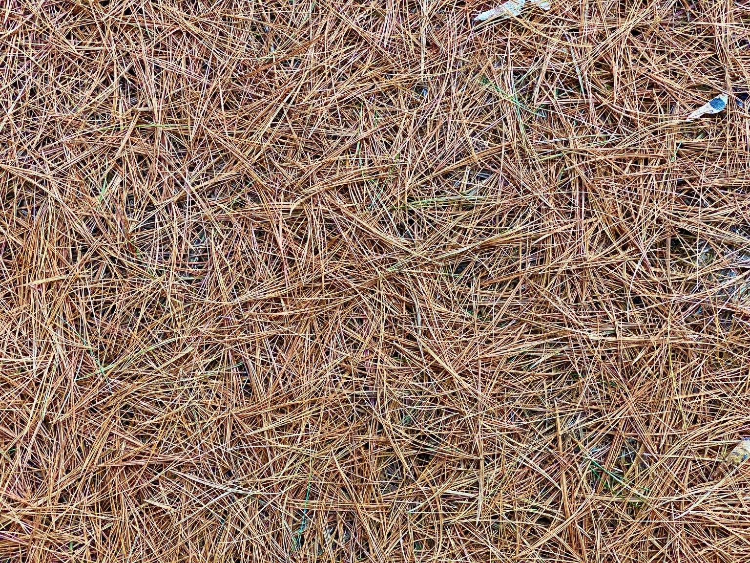 Pine Straw Versus Mulch What Are The Benefits? CM Residential